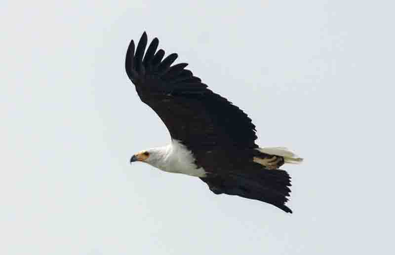 Águila - parque nacional Queen Elizabeth - Uganda 3
